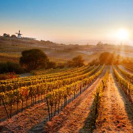 Herbstliches Weinviertel