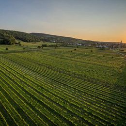 © Kollwentz Römerhof Weingärten der Familie Kollwentz