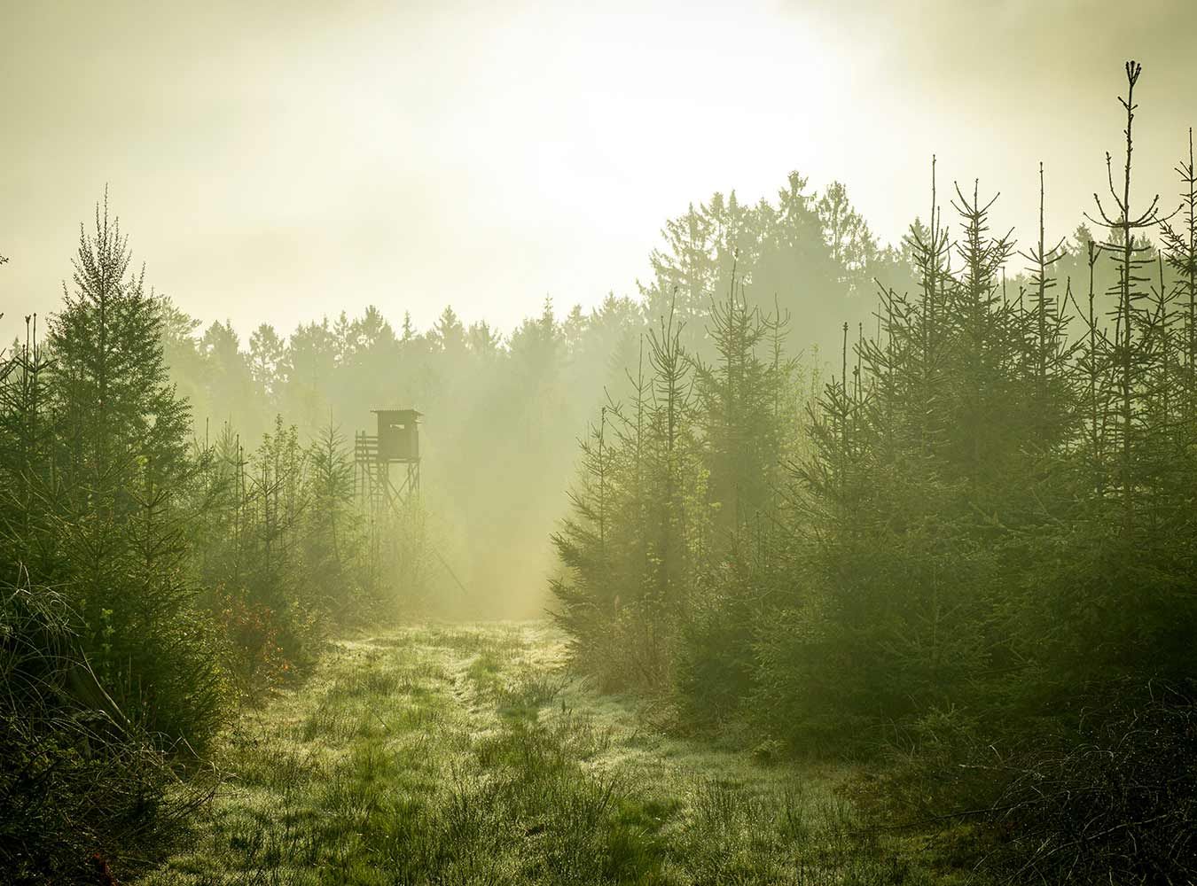 Wildfestival