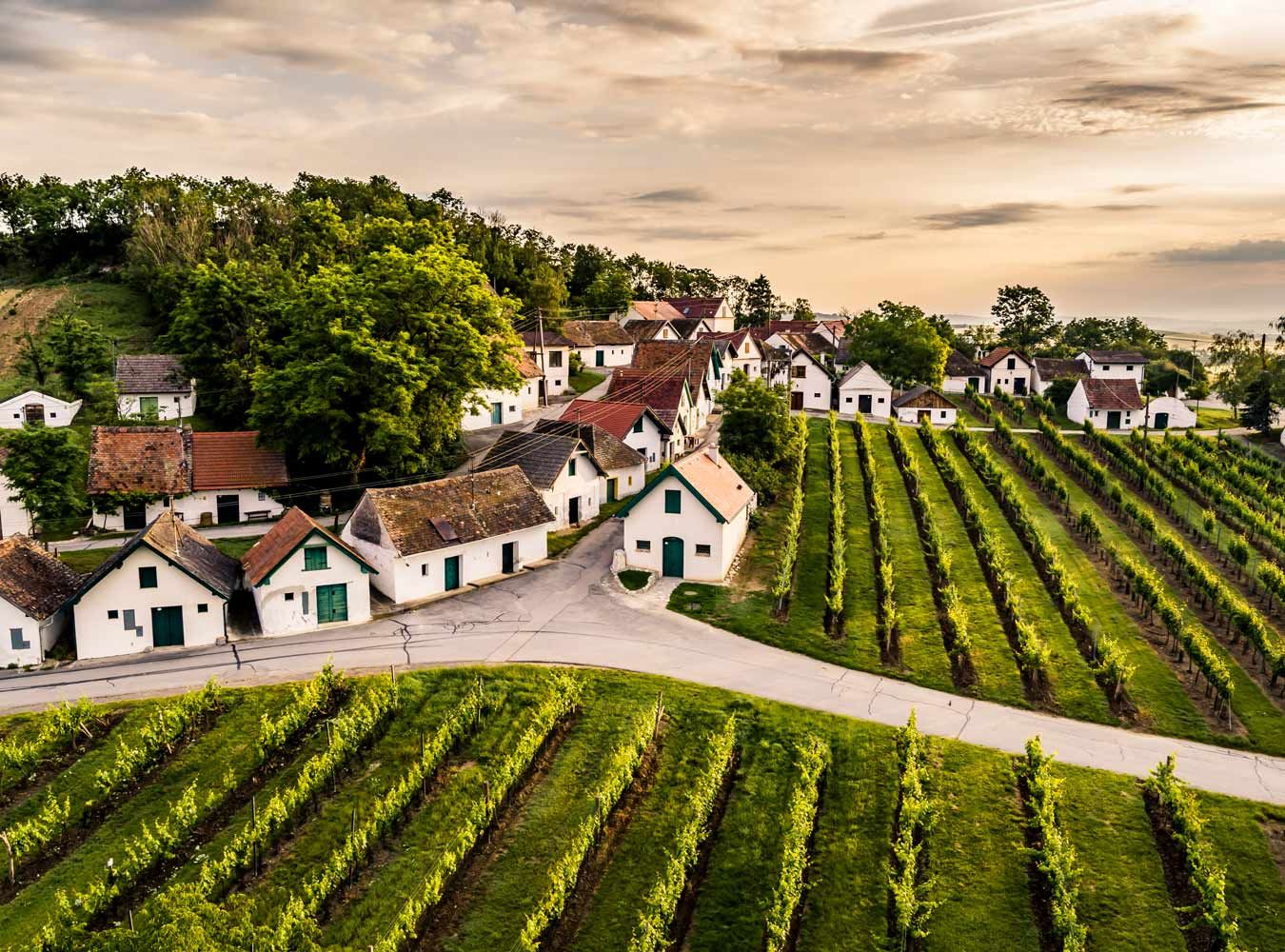 © Niederösterreich Werbung/Robert Herbst Galgenberg im Weinviertel