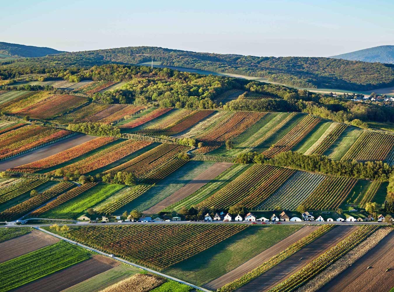 Spitzerberg und Kellergasse in Niederösterreich