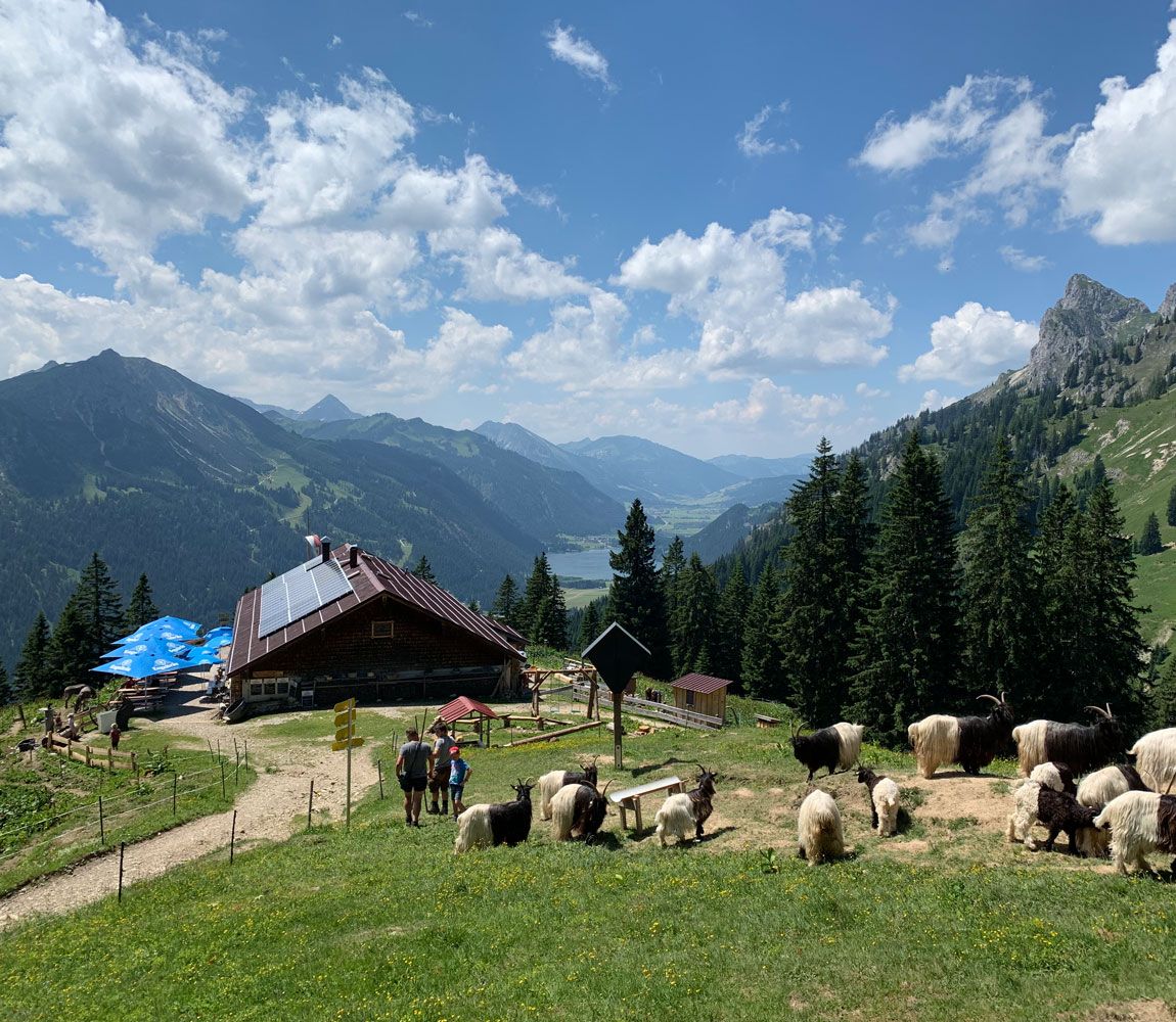 Walliser Schwarzhalsziegen vor der Schneetalalm