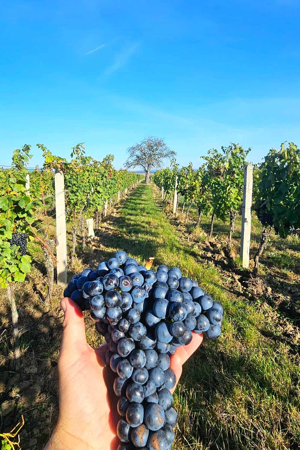 Weingut Ernst null
