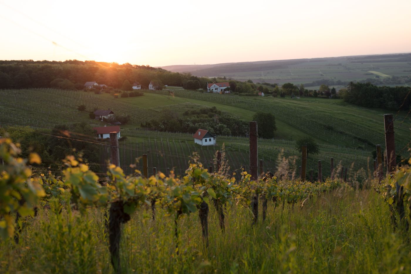 Groszer Wein null