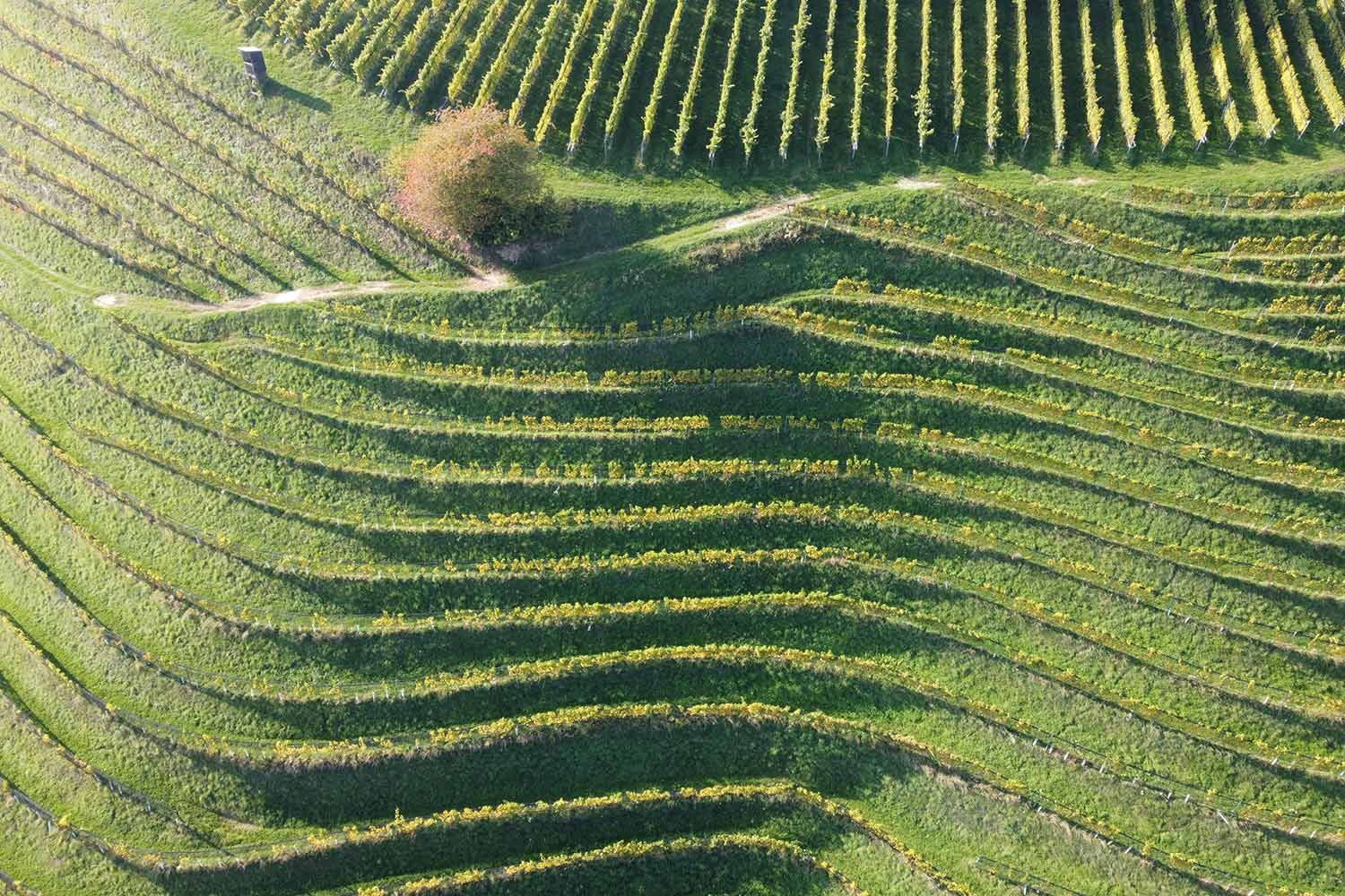 Die steilsten Weingärten gibt es in Kitzeck