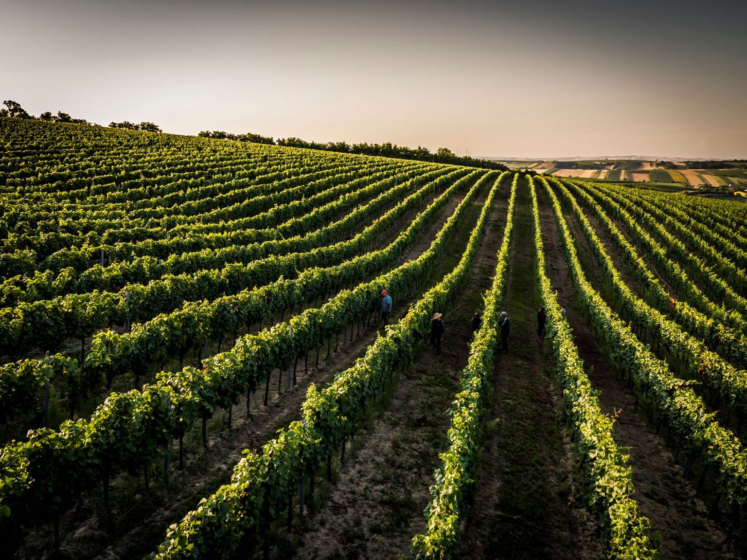 Hofkellerei des Fürsten von Liechtenstein
