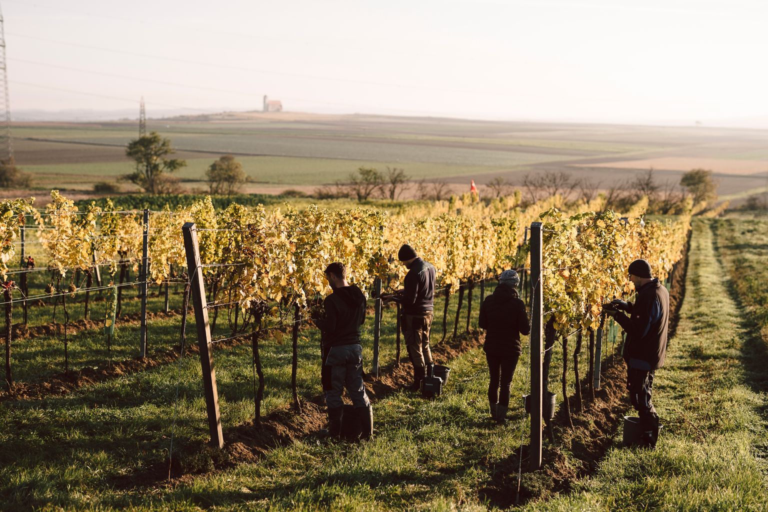Weingut Dr. Wunderer null