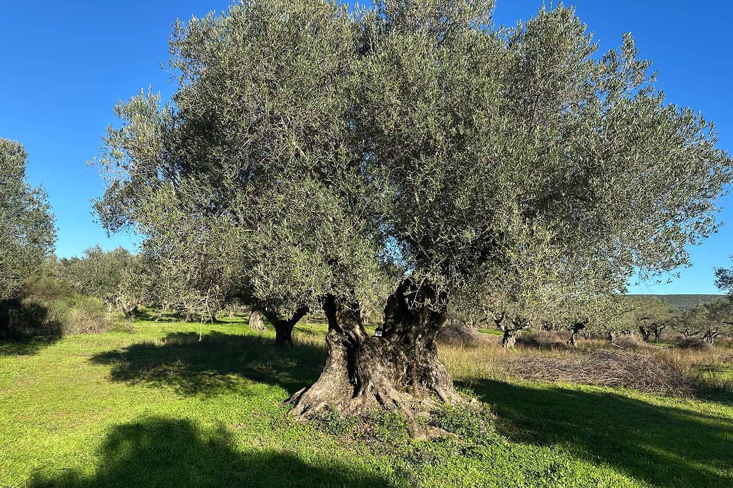 Rund 150 Jahre alter Baum