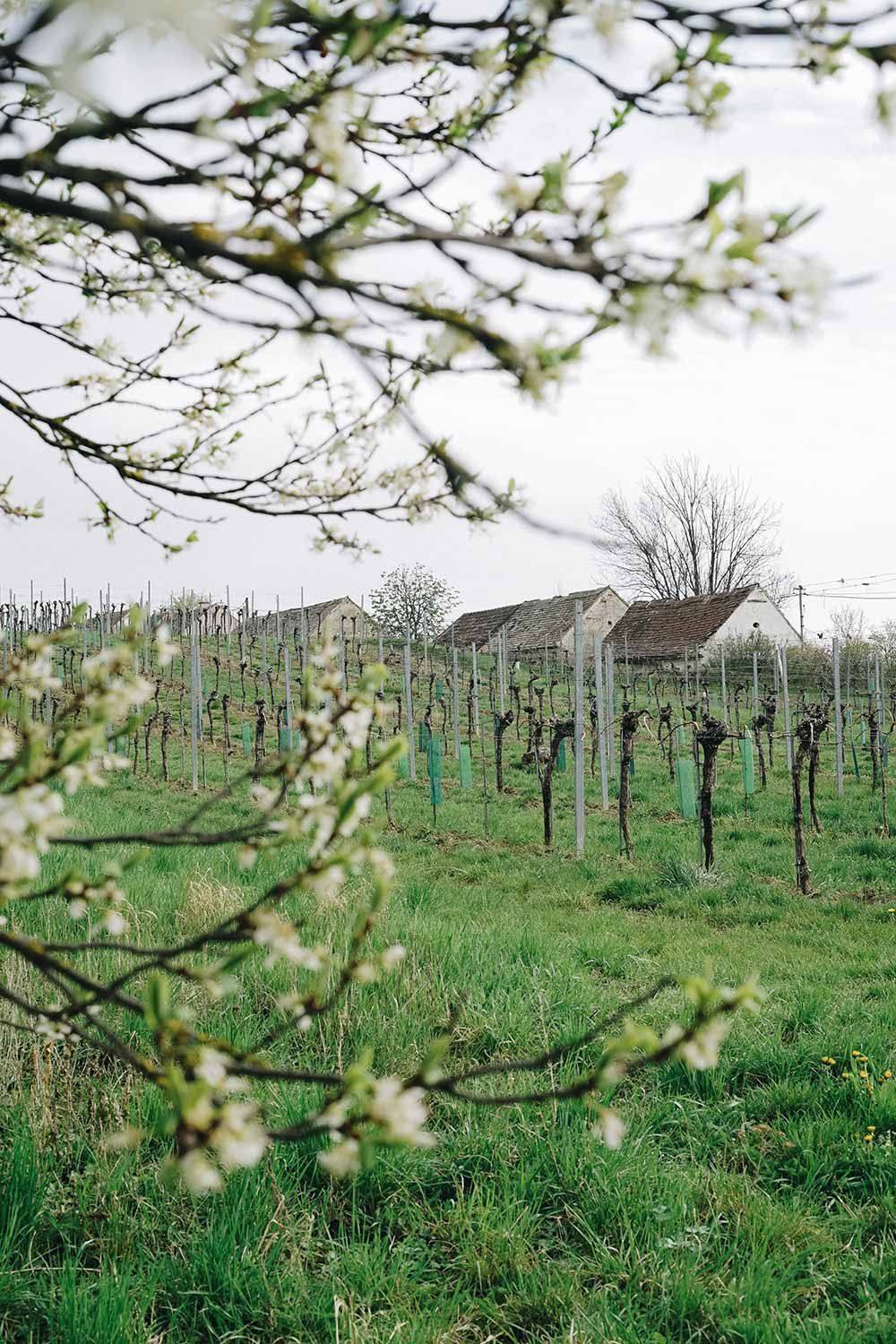 Weingut Dr. Wunderer null