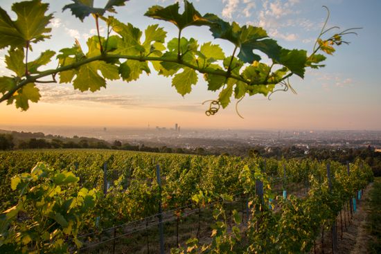 Weingut Wien Cobenzl