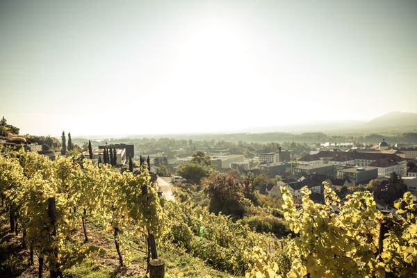 Weingut Förthof null