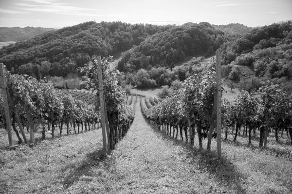 Symbolfoto Shutterstock