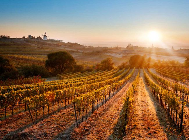 Herbstliches Weinviertel