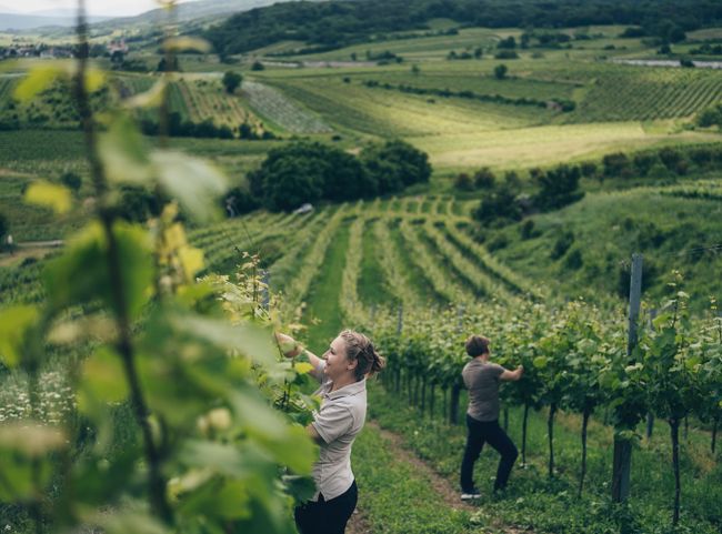 © Niederösterreich Werbung / Ian Ehm Weingut Pferschy-Seper, Wienerwald