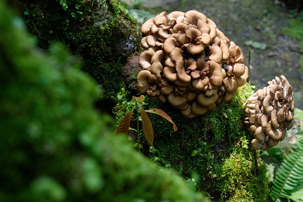 Maitake Pilze